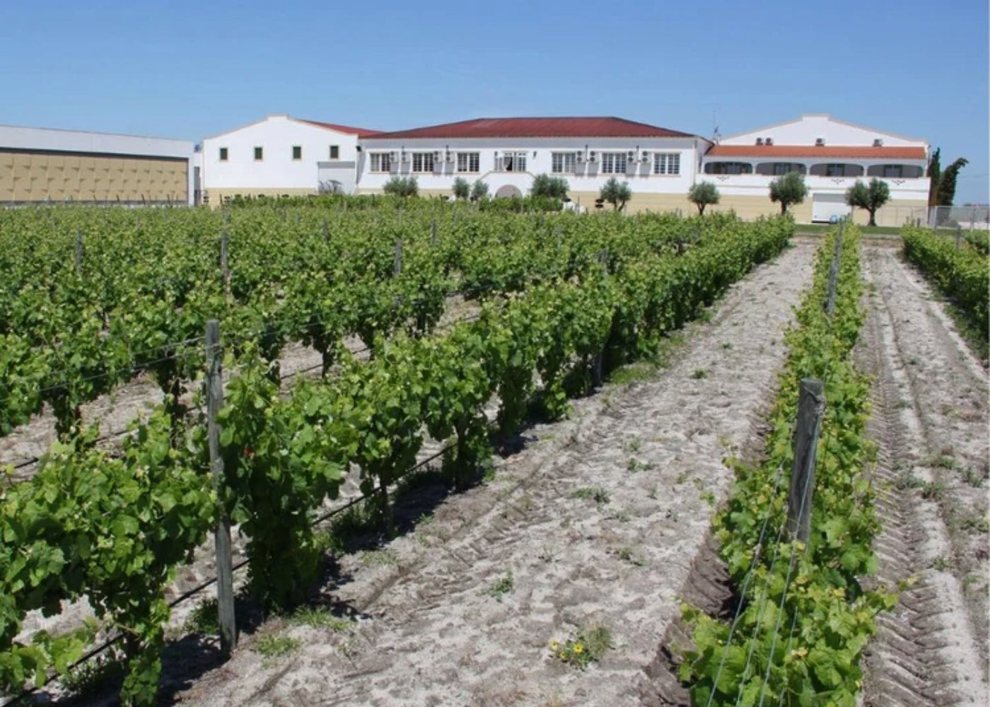 Charmantes Landhaus umgeben von Weinbergen und Hügeln. Traditionelle Architektur mit rustikalem Charme. Warme Atmosphäre, Natur und Landleben harmonisch vereint. Casa Ermelinda Freitas Weingut.