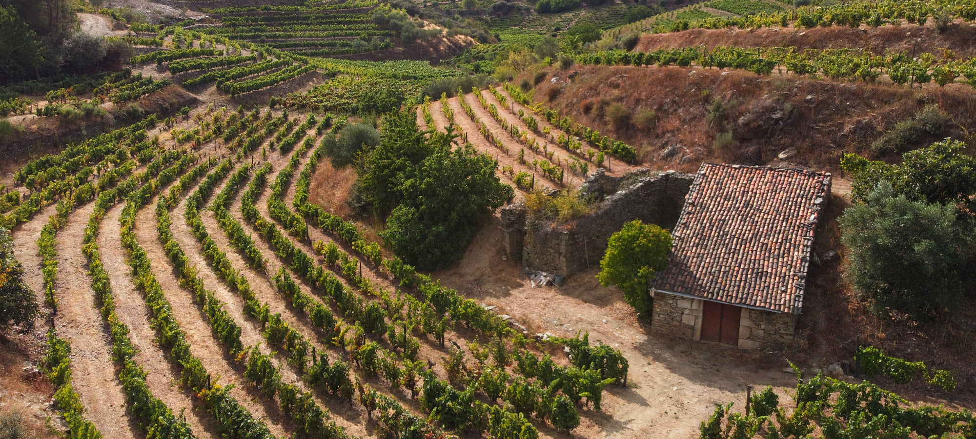 Altes Weingut in der Gegend Arinto in Portugal. Kleines Haus in den Weinbergen.