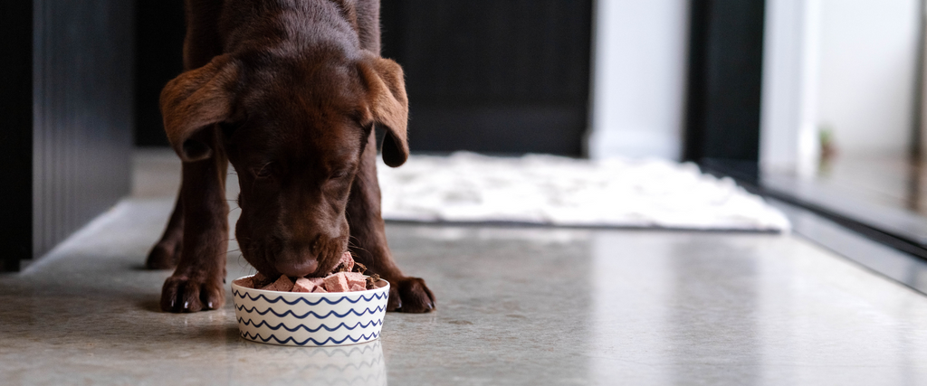 Chocolate Lab eating Prime100 from a bowl in a modern kitchen setting