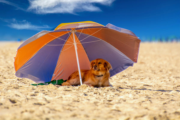 Dog under umbrella at beach