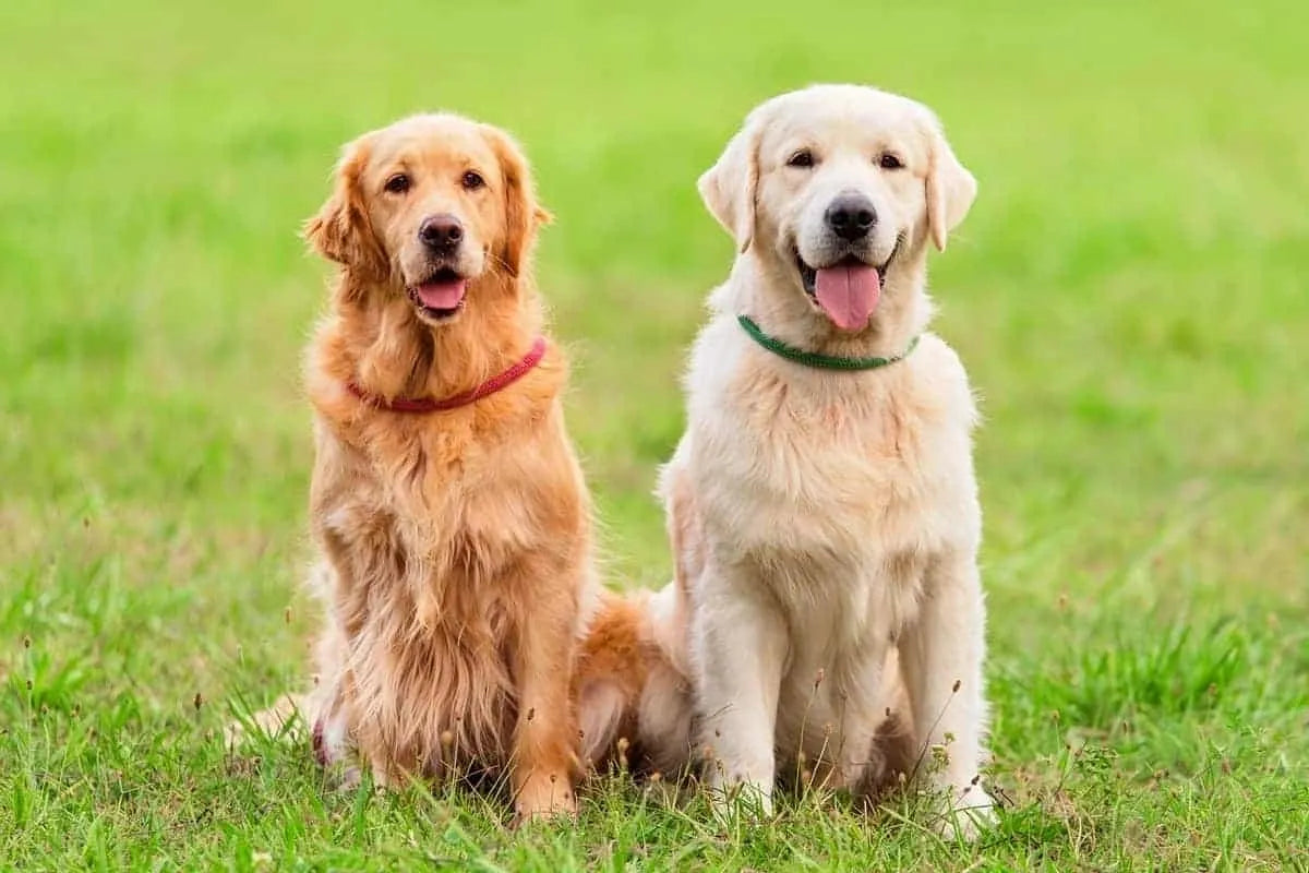 English American Golden Retriever: Differences - OC Goldens- English Cream Golden Retrievers