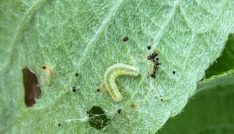 Winter moth (Operophtera brumata) larvae