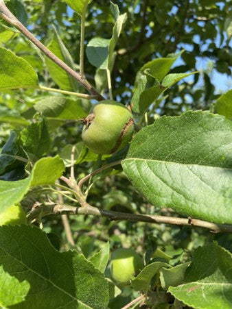 Apple tree showing damage by apple sawfly.