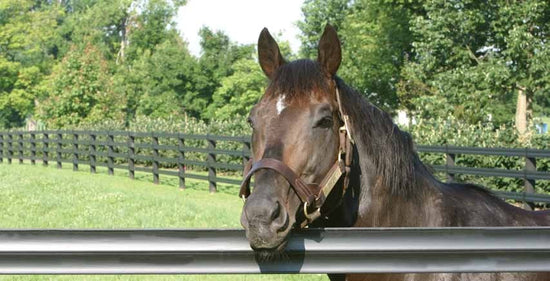 Horse Fencing 11 Options What To Consider When Buying Horse