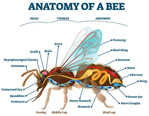 The anatomy of a bee is complex and honey is magic.