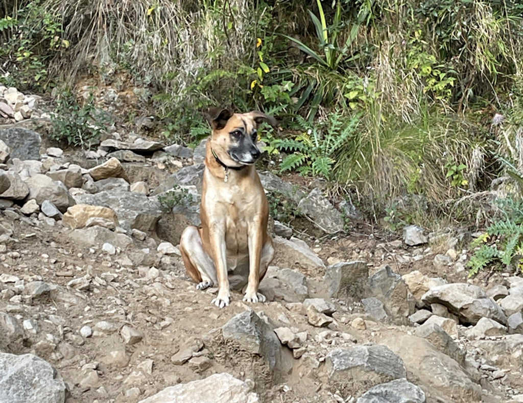 Ajusco volcan Mexico perro