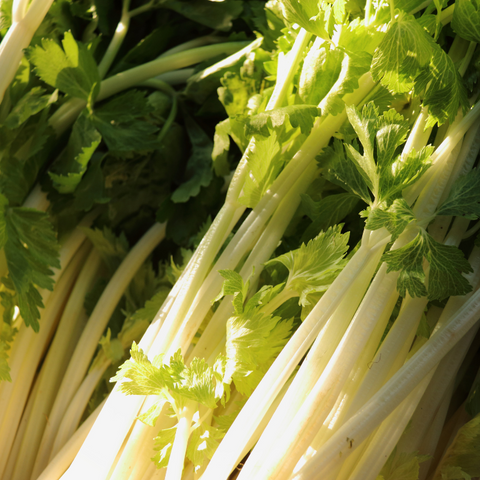 Chinese celery