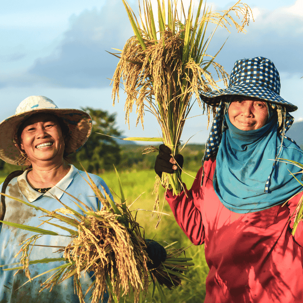 Rice farming in Asia