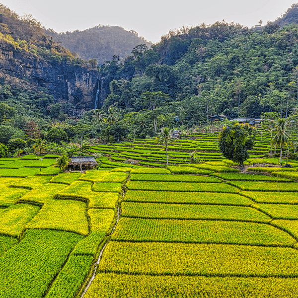 Rice paddy terraces