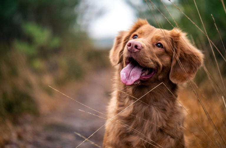 Nova Scotia Duck Tolling Retriever sentado al aire libre