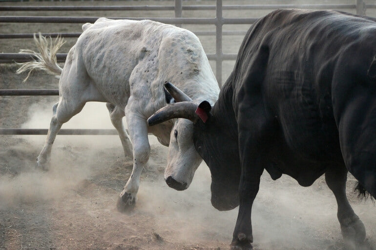 corridas de toros