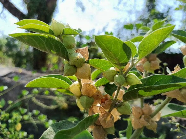 Withania somnifera, bekannt als Ashwagandha, in natürlichem Wachstumszustand mit charakteristischen grünen Blättern und unreifen Früchten.