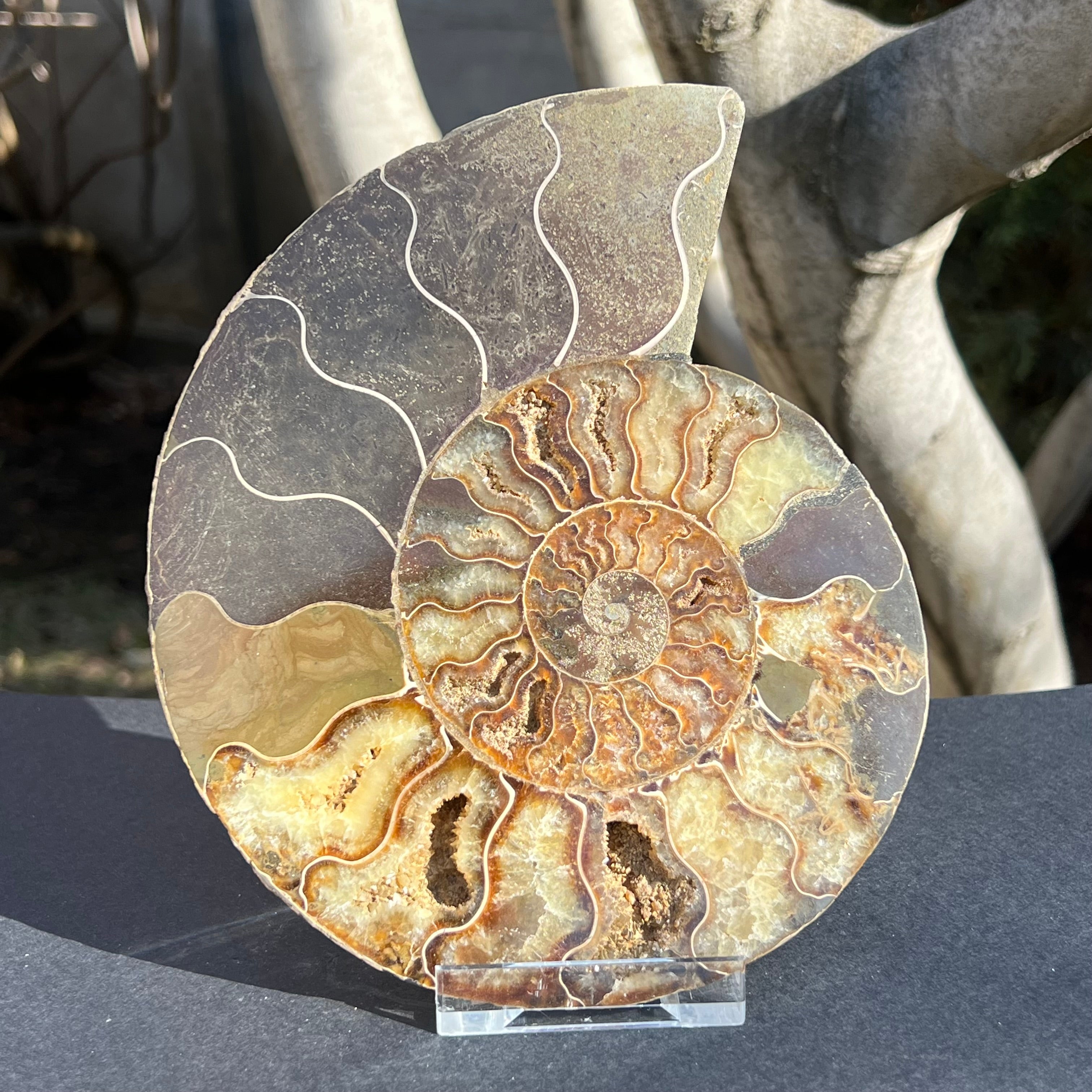 Ammonit Cleoniceras 17 cm * 14.5 cm, model 4