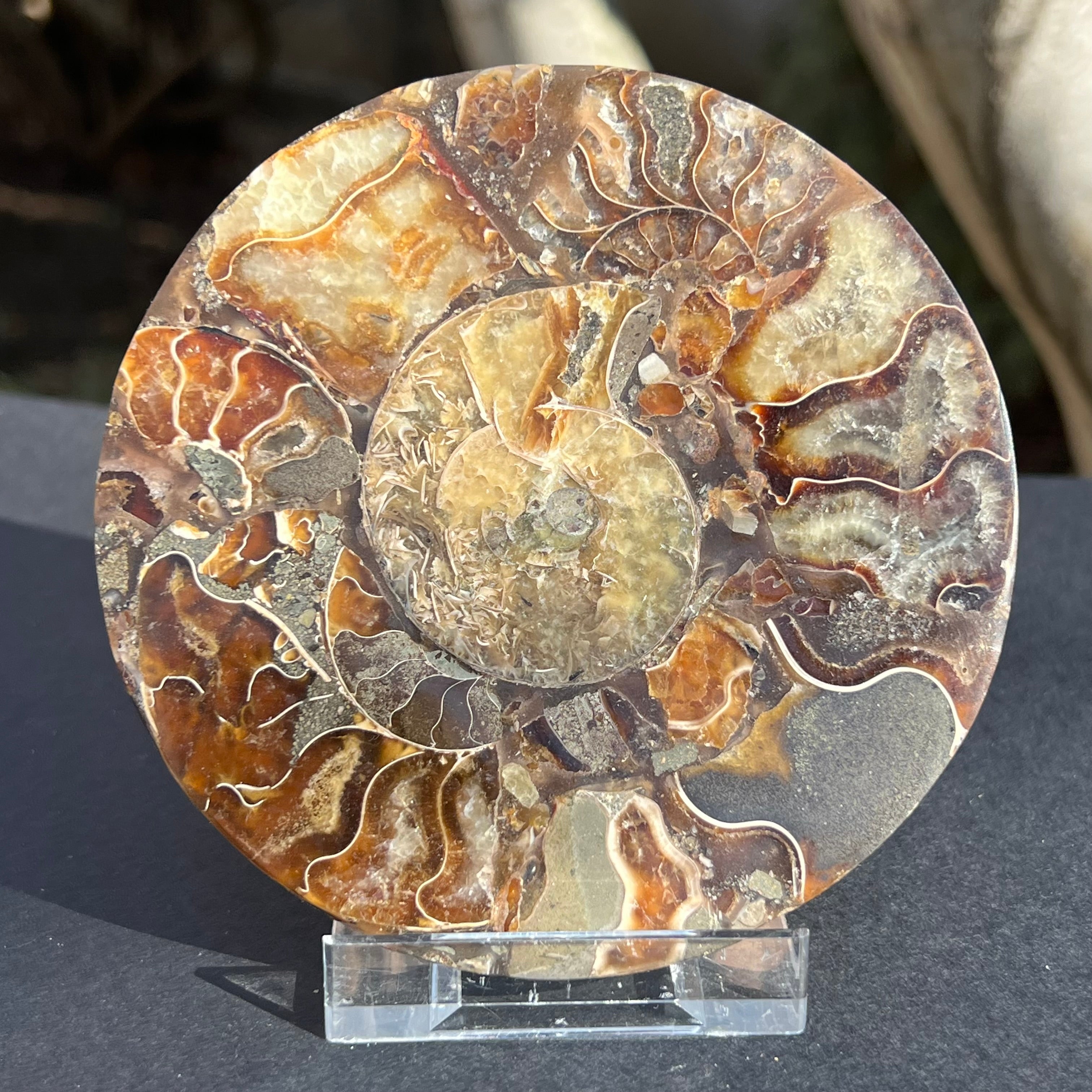 Fosil amonit felie 11.5 cm model 16