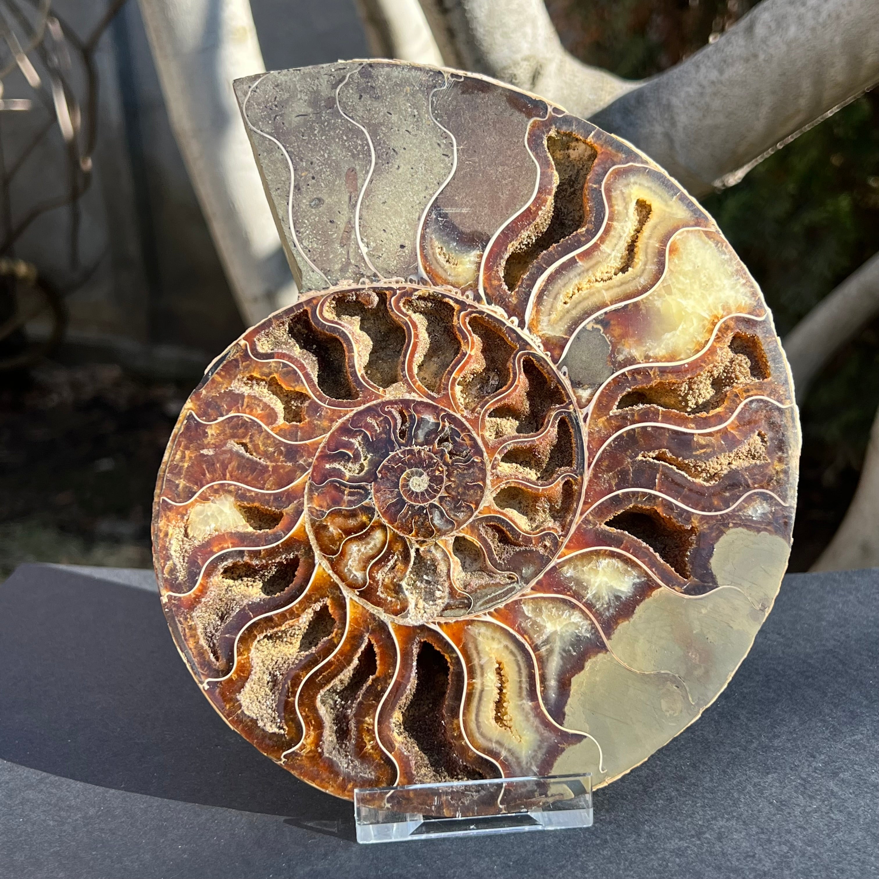 Ammonit Cleoniceras 19.5 cm * 16.5 cm, model 2