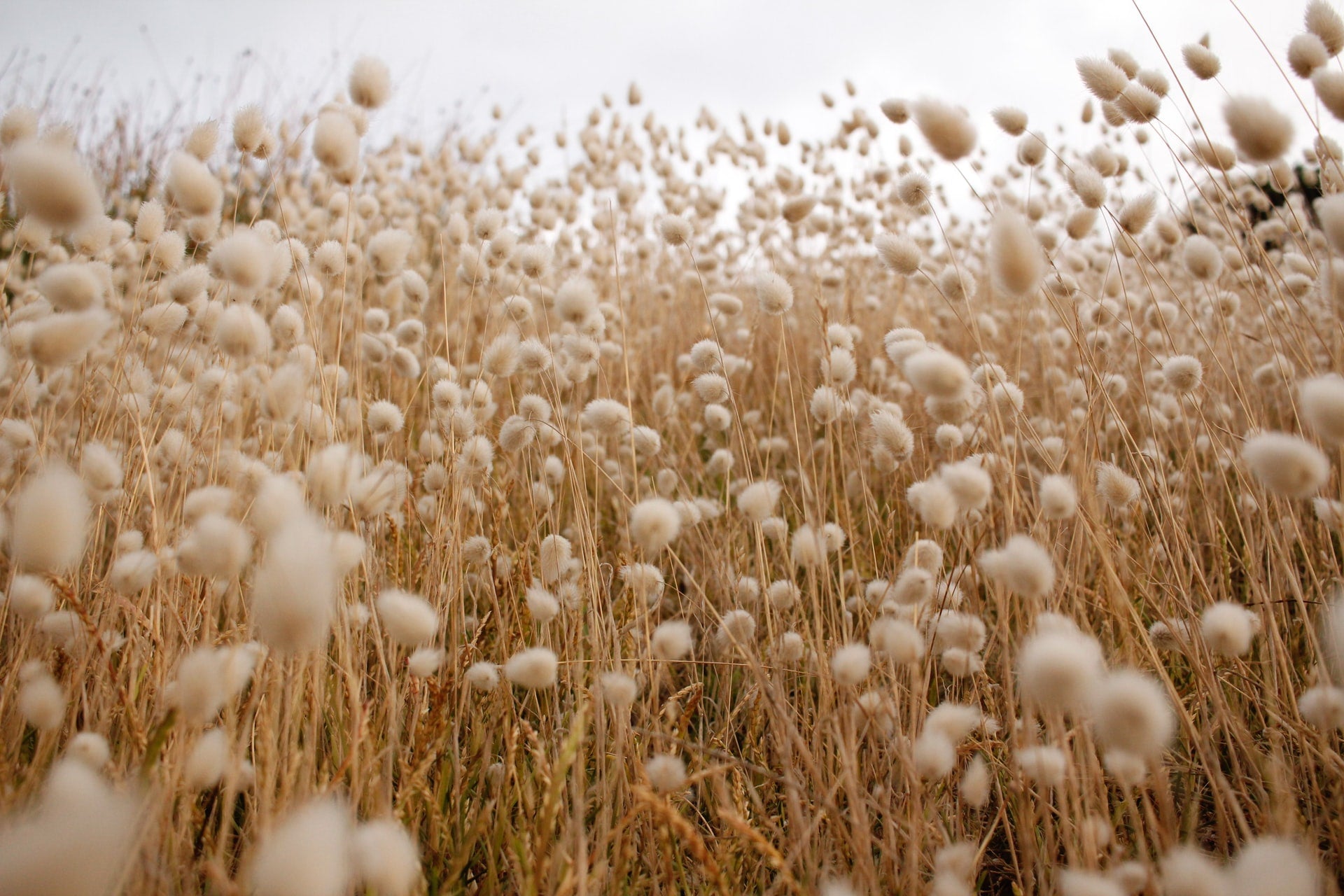 A field of organic cotton