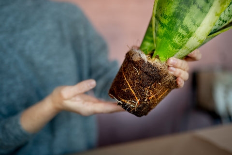 Como trasplantar plantas