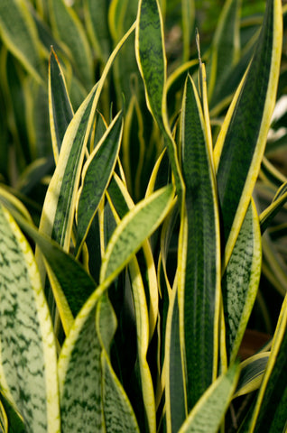 Sansevieria