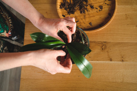 Trasplante de plantas