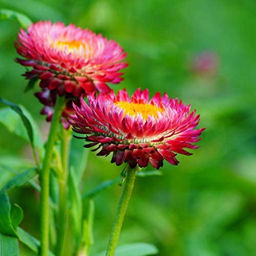 Strawflowers (Helichrysum) - Cream - Dried Flowers - DIY – Dried Flowers  Forever