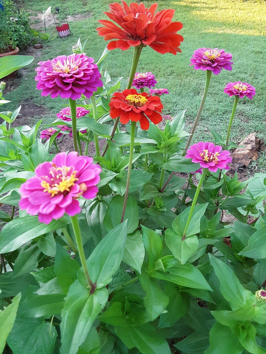 Moss Rose Mixed Color Bloom Seeds