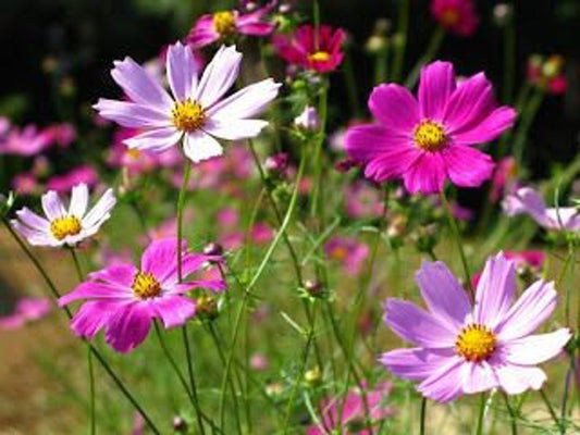 Moss Rose Mixed Color Bloom Seeds