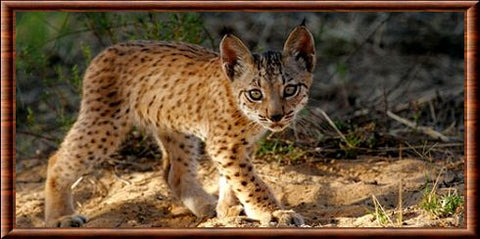 Bébé lynx