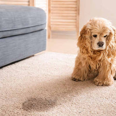 Pet odour removal