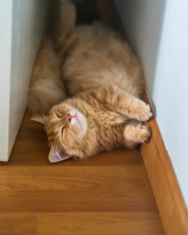 Cat Doorstop - Real cat lying behind a door