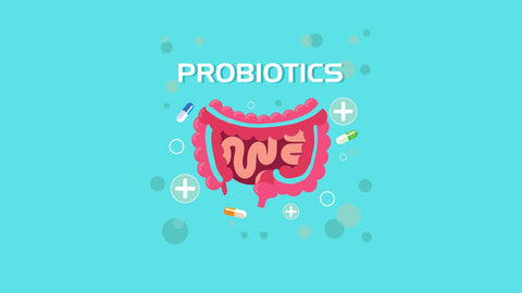 Digestive System with Probiotics Medicines