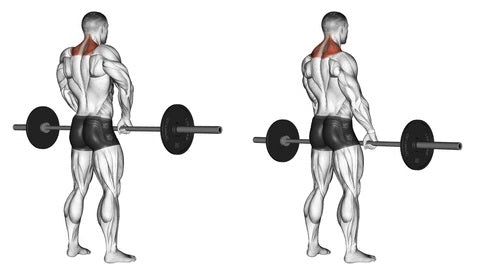 Barbell Shrugs