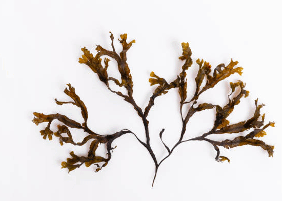 Bladderwrack