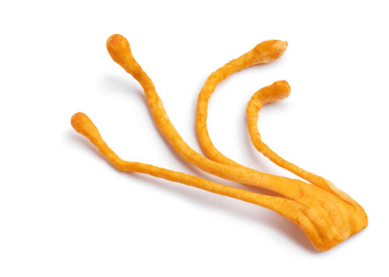 cordyceps