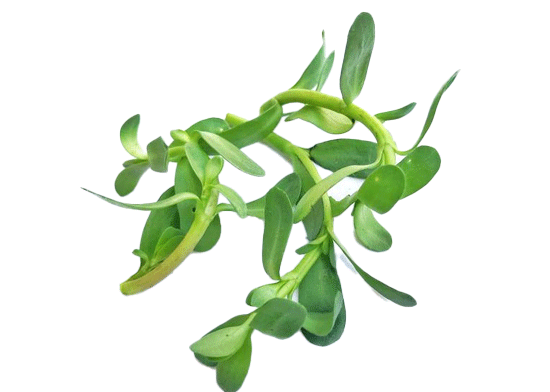 Bacopa Extract