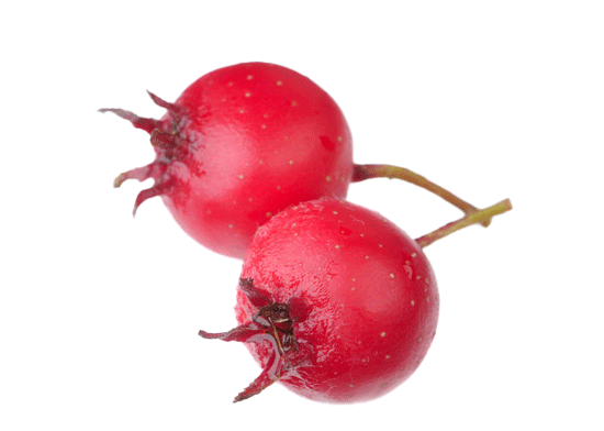 hawthorne berries