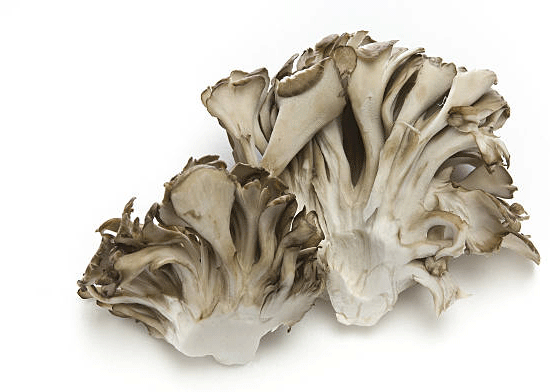 Maitake