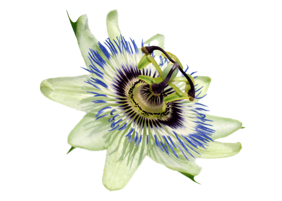 Passiflora Extract aka Passion Flower 