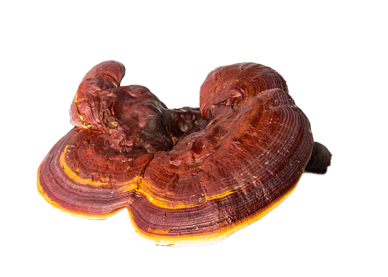 Reishi