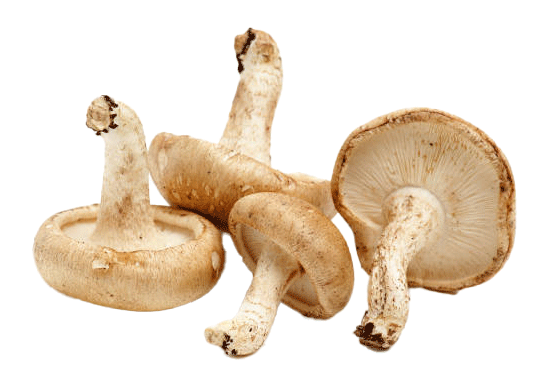 Shiitake Mushroom