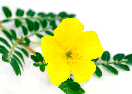 Tribulus Terrestris