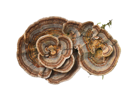 Turkey Tail Mushroom