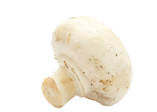 White Button Mushroom