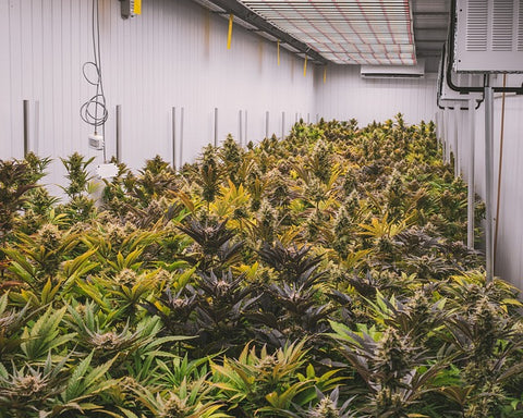 Cannabis Plantage, Hanf