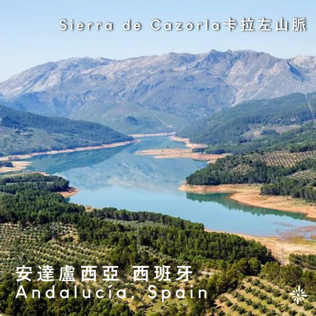 橄欖油產自卡拉左山脈，西班牙安達魯西亞 - Bello Rato
