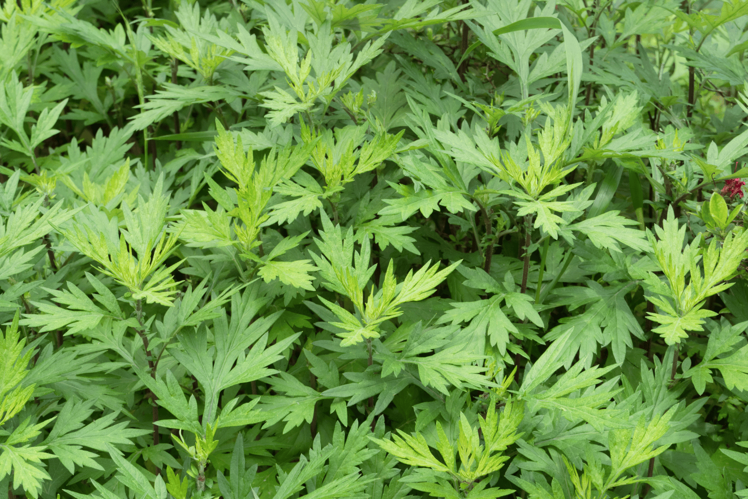 Nahaufnahme von grünen Beifußblättern (Artemisia vulgaris). Die Blätter sind tief eingeschnitten und haben eine charakteristische, gefiederte Struktur. Beifuß ist eine vielseitige Heilpflanze, die sowohl in der Naturheilkunde als auch in der Küche verwendet wird.