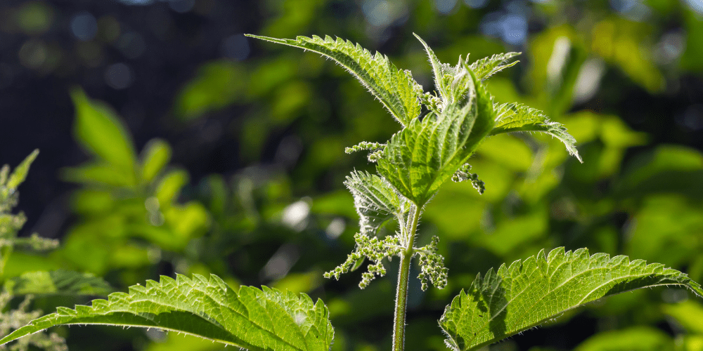 Brennnessel (Urtica dioica)