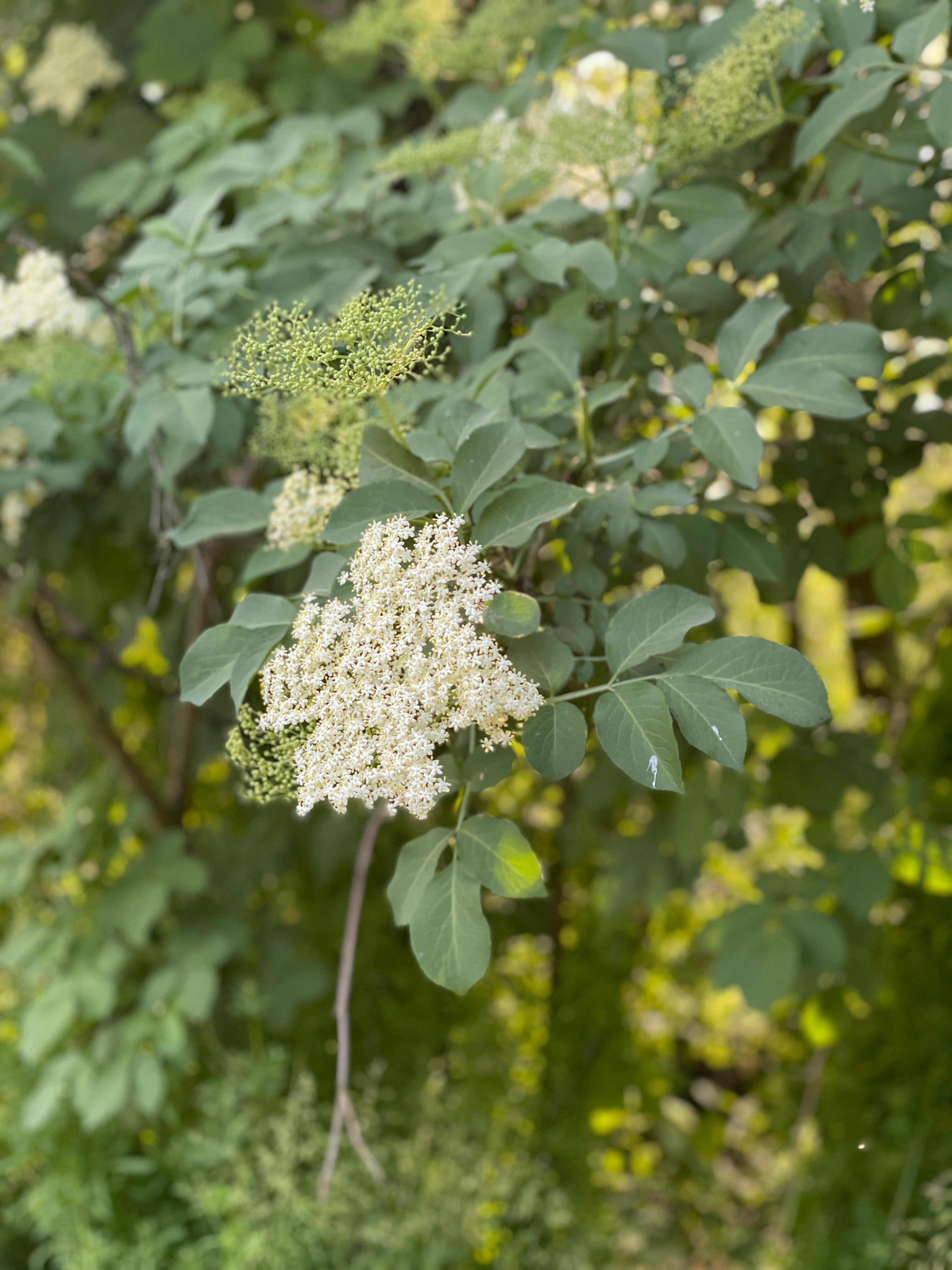 Le sureau fleuri