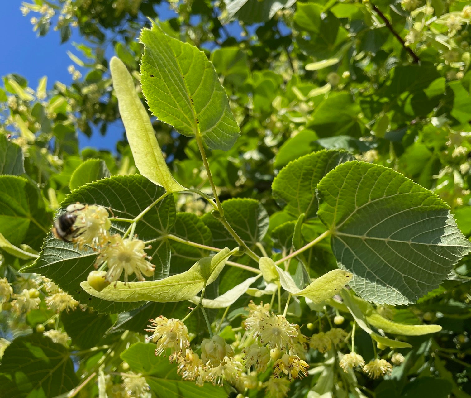 A bee lands on the blossom of the small-leaved lime