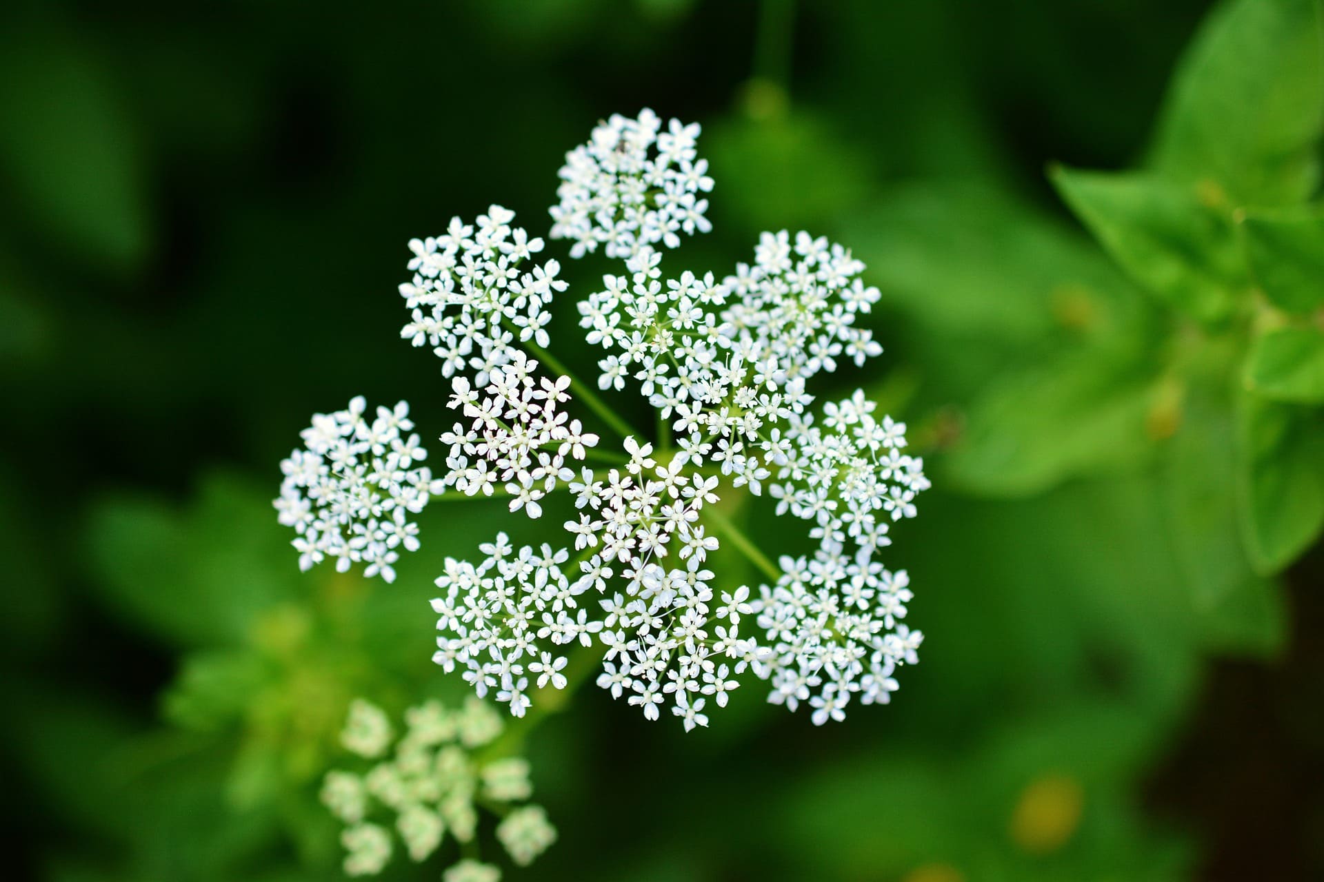 Gewöhnliche Schafgarbe in der Natur auf einer Wiese