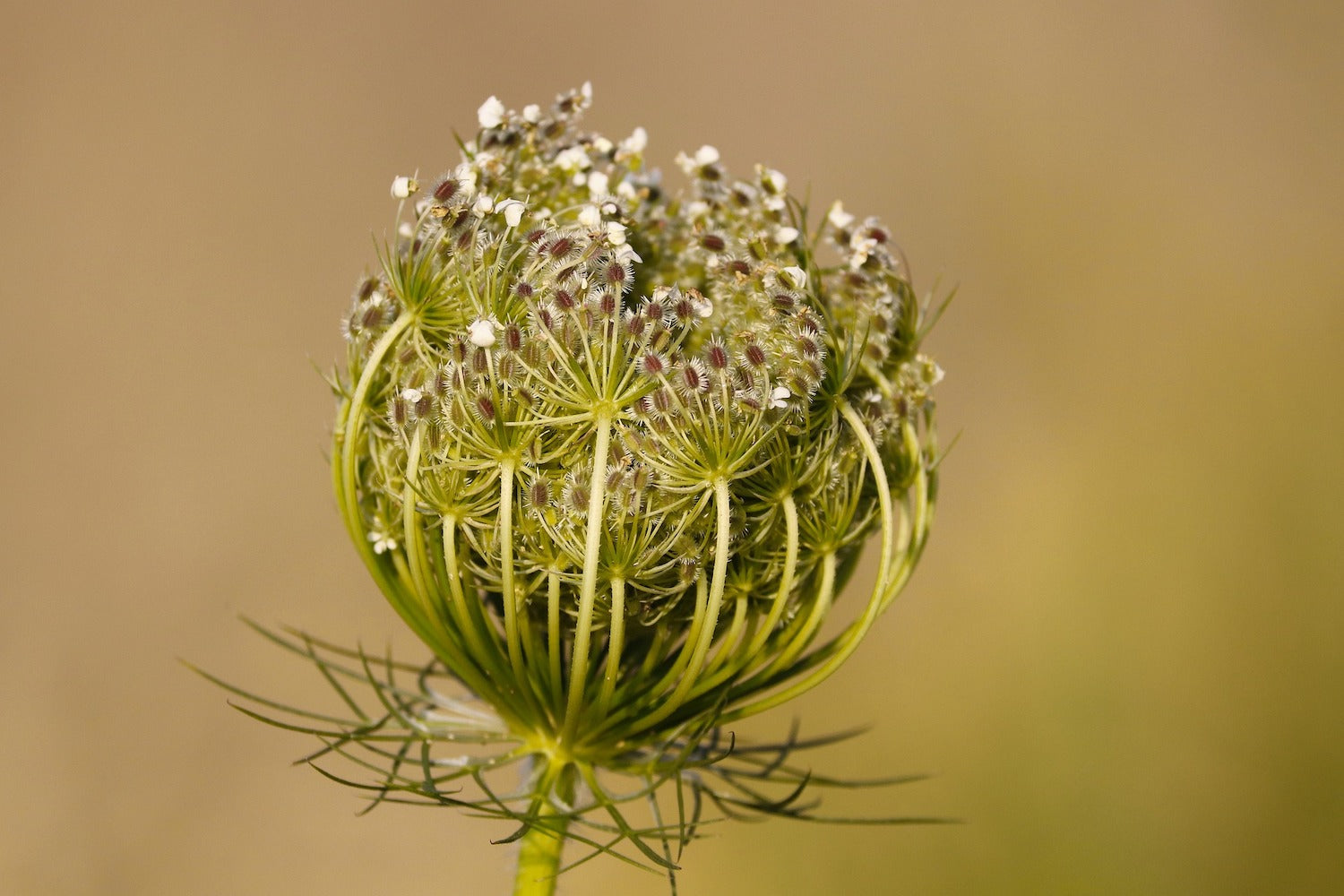 The wild carrot curls up towards the middle when it has withered